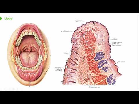 Mundhöhle und Magen-Darm-Trakt: Mundhöhle-Lippe-Zunge