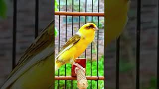 Download lagu Canary Song Bird Song 61 1 mp3