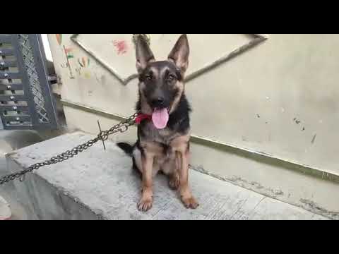 German shepherd female for sale@9989976080