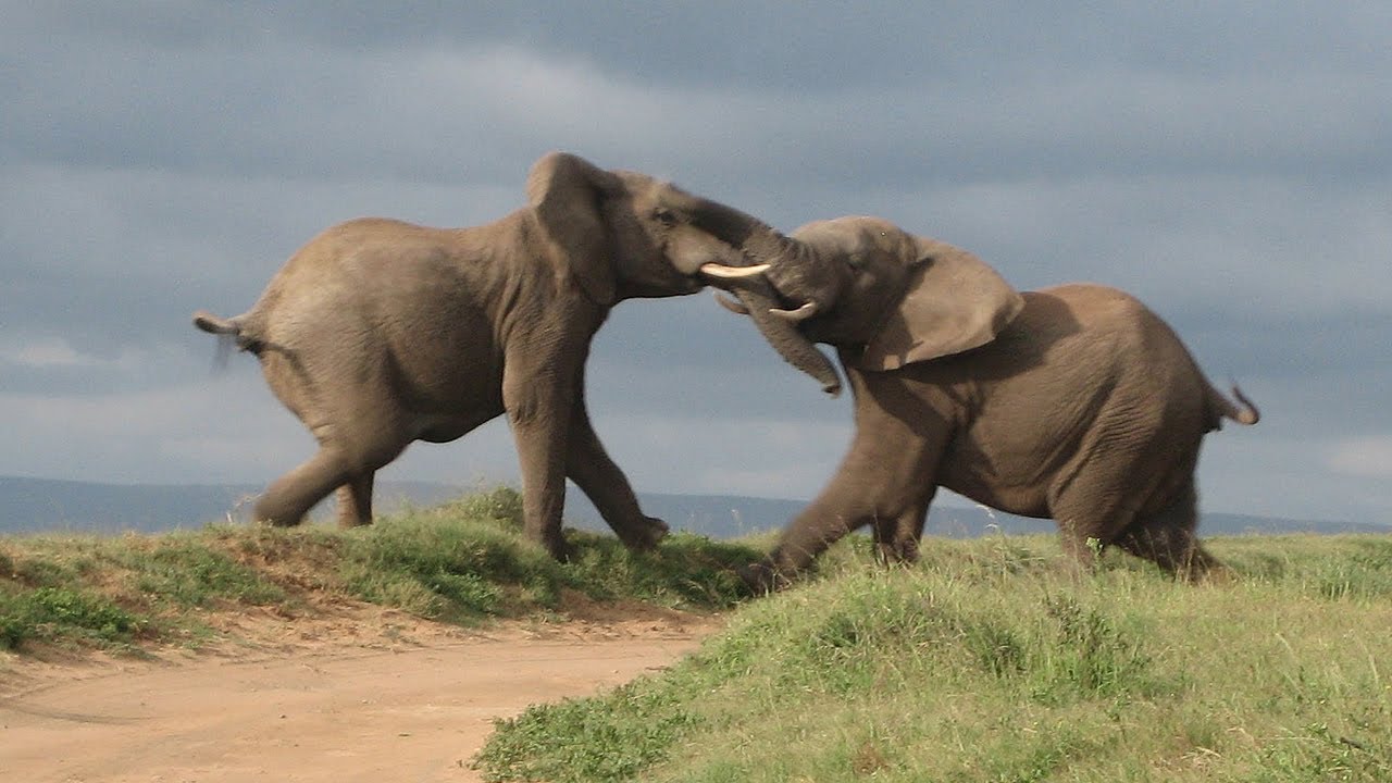 The Republican Circular Firing Squad - The Ring Of Fire