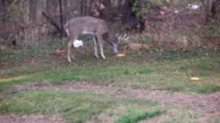 preview picture of video '3x4 Buck in Backyard'