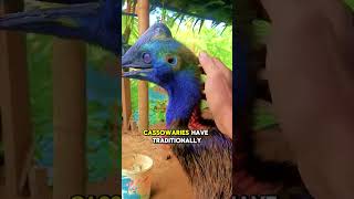 The Giant Bird of Papua
