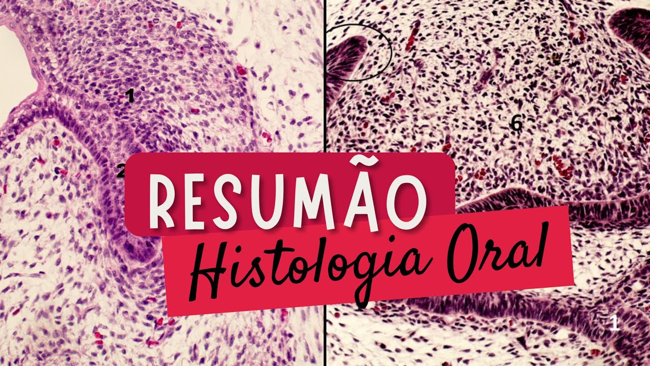 RESUMO GERAL DE HISTOLOGIA ORAL | RESUMOS DE ODONTO