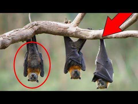Yarasalar Neden Baş Aşağı Uyurlar?
