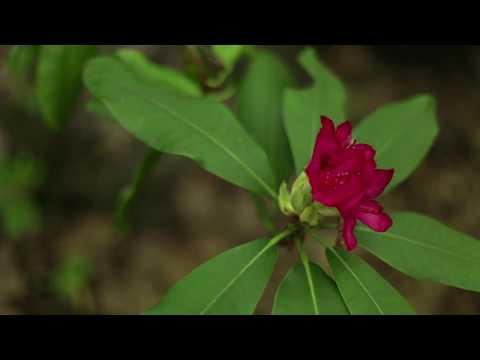 Knoedel - Nah am Bach