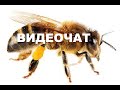 Пчёла и Кран (Видеочат Ночь на Земле) 