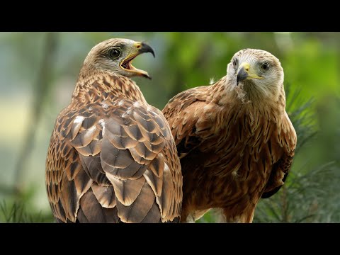 Red Kite Fledglings Prepare for Life in the Wild 🦅| Discover Wildlife | Robert E Fuller