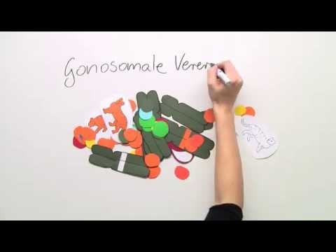 Biologie: Gonosomaler Erbgang | Biologie | Genetik