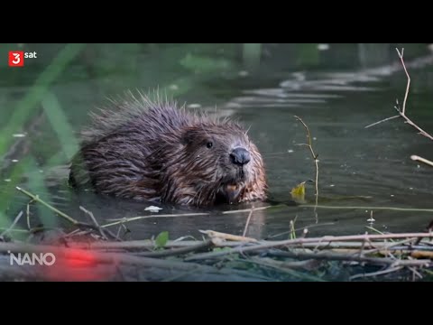 Guter Biber, böser Biber (3SAT Nano-Sendung vom 08.11.2024)!