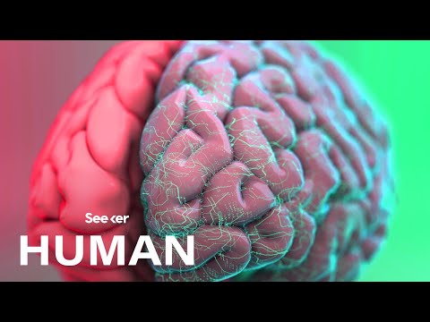 人間の脳は正確にはどのように整理されているのか？ (How Exactly Is the Human Brain Organized?)