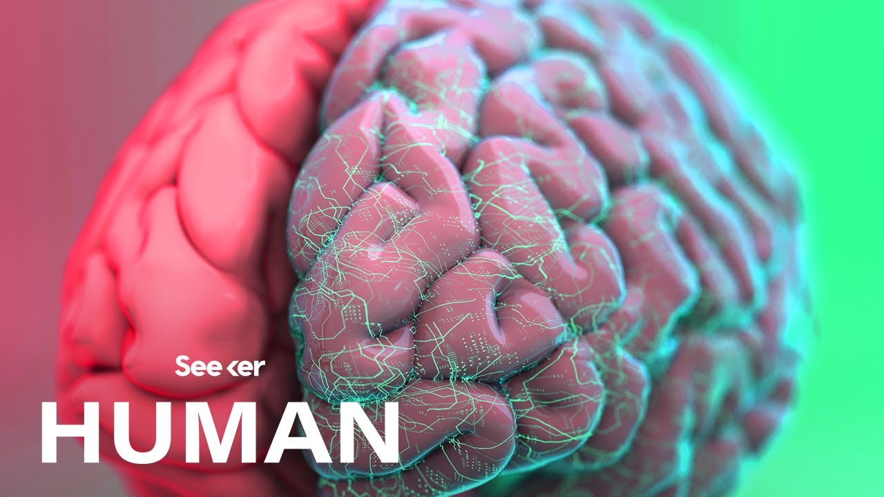How Exactly Is the Human Brain Organized?