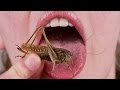 People Eat Insects For The First Time vo