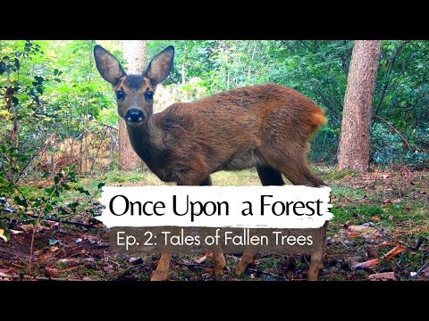 Once Upon a Forest - Episode 2: Tales of Fallen Trees