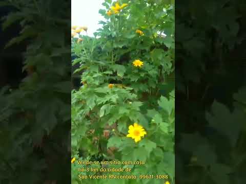 Vende-se um sítio com casa 3,6 hectares na cidade de São Vicente RN informações 84 99671-3088