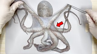 What's Inside an Octopus  - Octopus Dissection