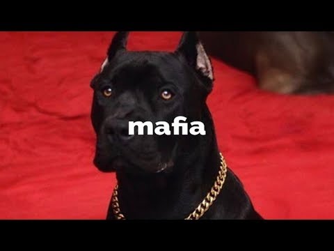[FREE] Splurge x Lil Vith x YFG Daddy x DaBaby No Melody Type Beat "Mafia" | Prod. Nael Black