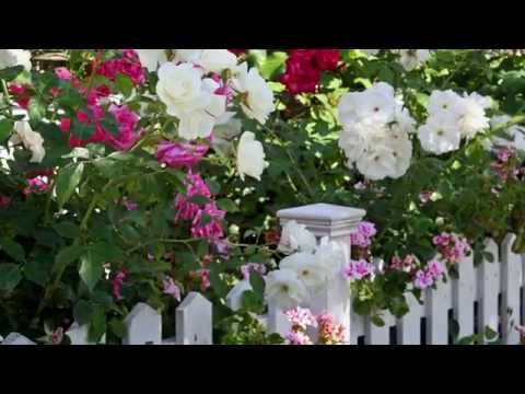 Granngården - Tipsar om hur du beskär rosorna