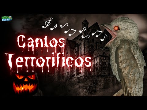 ¡Escalofriante! 10 CANTOS de AVES MAS ATERRADORES del MUNDO!!