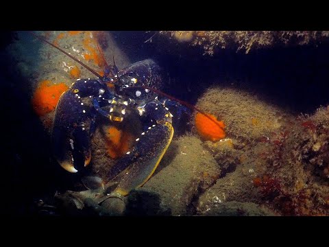 Video thumbnail for Lobster