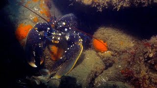 Music video thumbnail preview for The Wombats - Lobster (Official Visualiser) by The Wombats