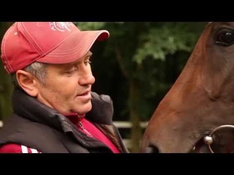 Galopper im Profil - Derbypferd Samos