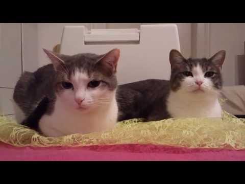 CONCILIATION - FUNNY CATS LINA & LUANA