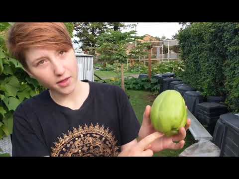 Everything about CHOKOS - How to grow, how to cook and much more! (at Curly Community Garden)