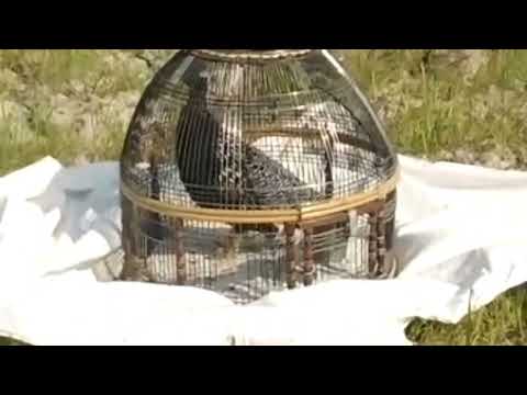 taro awaz | kala tetar| black Francolin calling