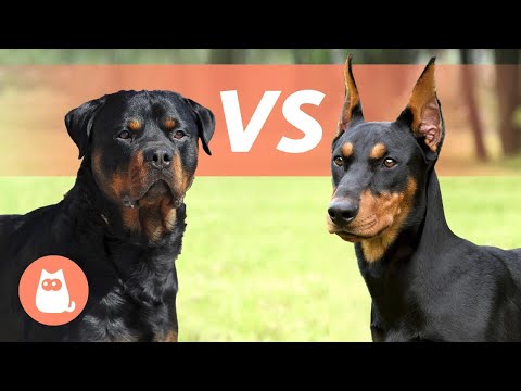 Rottweiler vs Doberman Pinscher 🐶 Which breed suits you best?