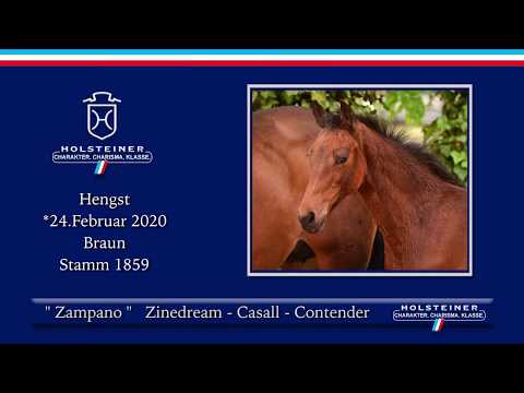 Holsteiner Online-Fohlenauktion 2020 - Zampano