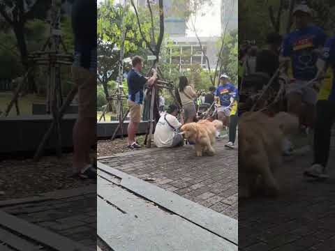 วิ่งอีกแล้วหรอจุ๊มม l Japan and Friends