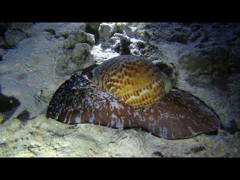 Brothers, Daedalous & Elphinstone BDE 2017