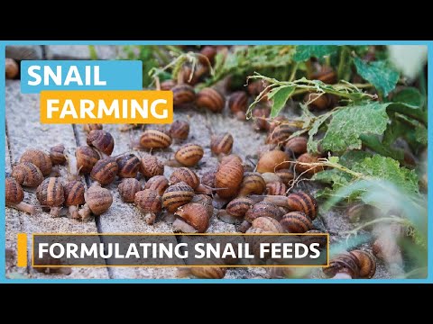 Snail Farming Lesson 1 Introduction
