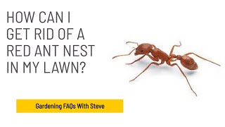 How can I get rid of a red ant nest in my lawn?