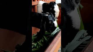 Download lagu KUNCI AGAR USAHA TERNAK KAMBING SUKSES ! mp3