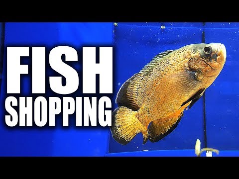 アクアリウム魚通販｜DIYの王様 (AQUARIUM FISH SHOPPING | The King of DIY)