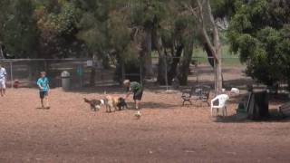 preview picture of video 'The Dog Park in Huntington Beach'