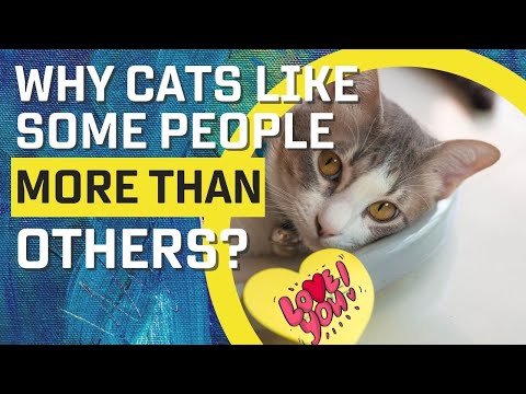 Why Cats Like Some People More Than Others (Surprising Truth)