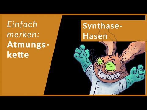 Atmungskette schnell lernen | Eselsbrücken