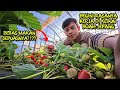 KERJA DI KEBUN STRAWBERRY JEPANG SEGINI GAJINYA