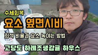 감사비료 귤나무 수세회복 방법, 요소 희석비율과 녹이는 방법 고당도 비가림 하례조생감귤