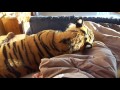 Videopätkiä tiikerin kanssa elelystä