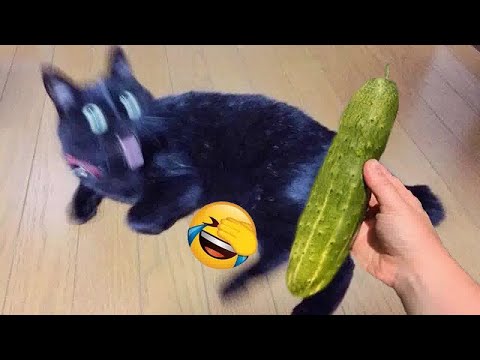 You Laugh You Lose😹Funniest Dogs and Cats 2024😻🐶
