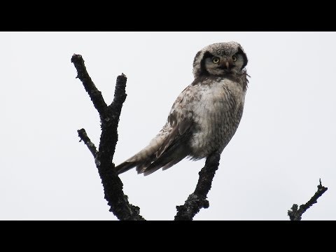 Sova jastrabovitá — Northern Hawk Owl