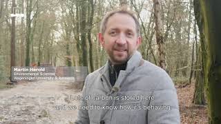 Mapping the Powerful Impact of Forests