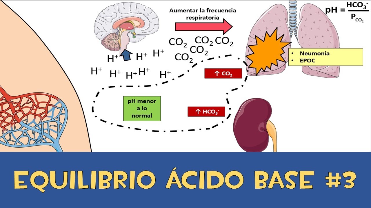 Equilibrio ácido base #3 💉 Amortiguador respiratorio y renal
