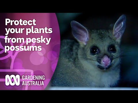 Protect your precious produce from pesky possums | Wow to | Gardening Australia
