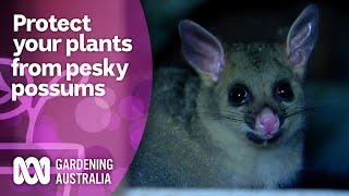 Protect your precious produce from pesky possums | Wow to | Gardening Australia