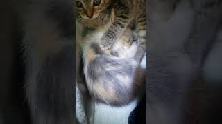 Dilute Calico Cats Videos