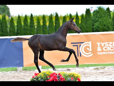 LOT 21 REMEDY ( Dynamic Dream x Armani), colt, born 7.05.21